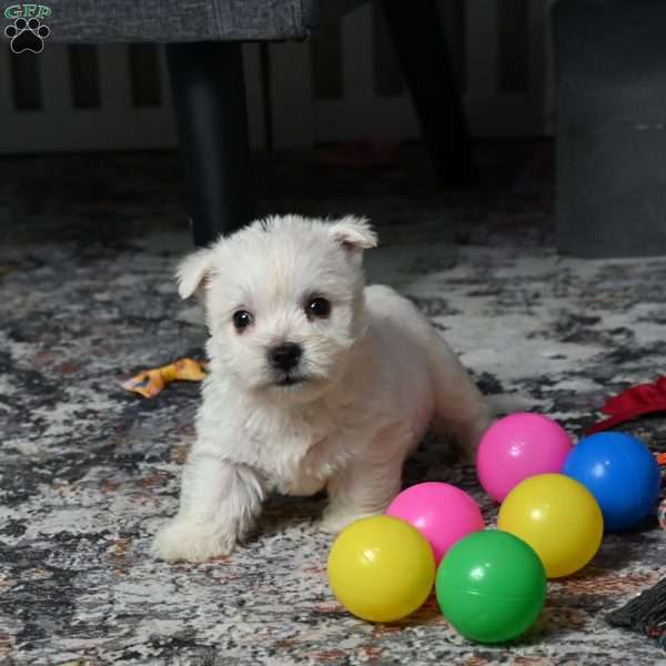 Lizzie, West Highland Terrier Puppy